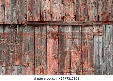 狗狗大萝莉呼啦圈：欢乐时光中的萌宠互动与趣味游戏