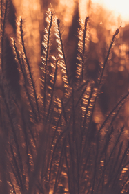 磁力下载工具怎么关联浏览器：详细步骤与实用技巧分享