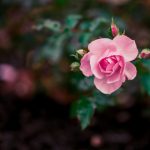 真不卡网站电视剧星汉灿烂:带你领略星空下的浪漫与传奇 wjd5wx